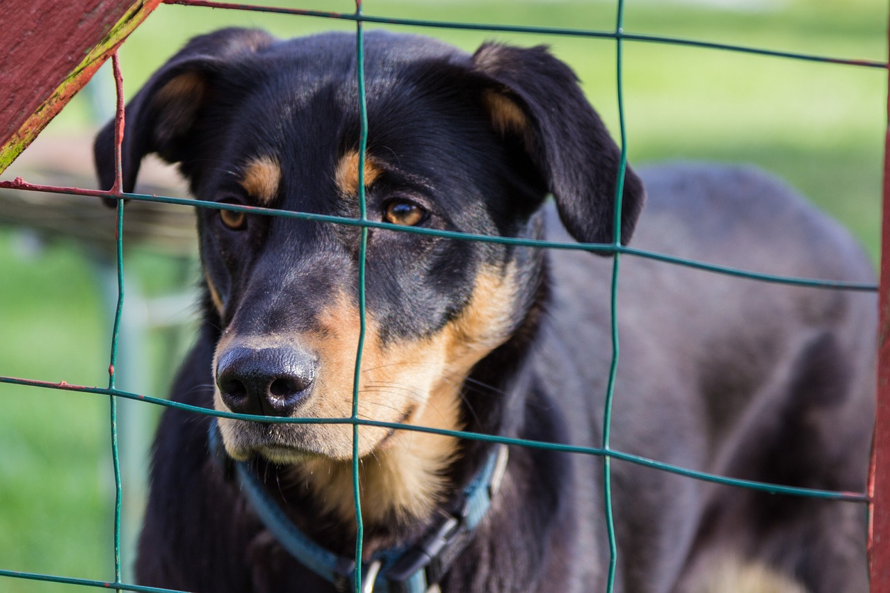 可卡犬價(jià)格全面解析，影響價(jià)格的因素及最新報(bào)價(jià)