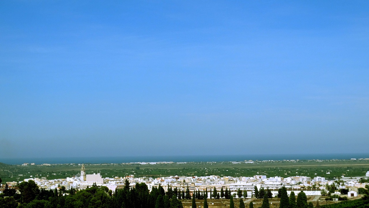 椰子油價格行情深度分析，市場動態(tài)與趨勢預(yù)測