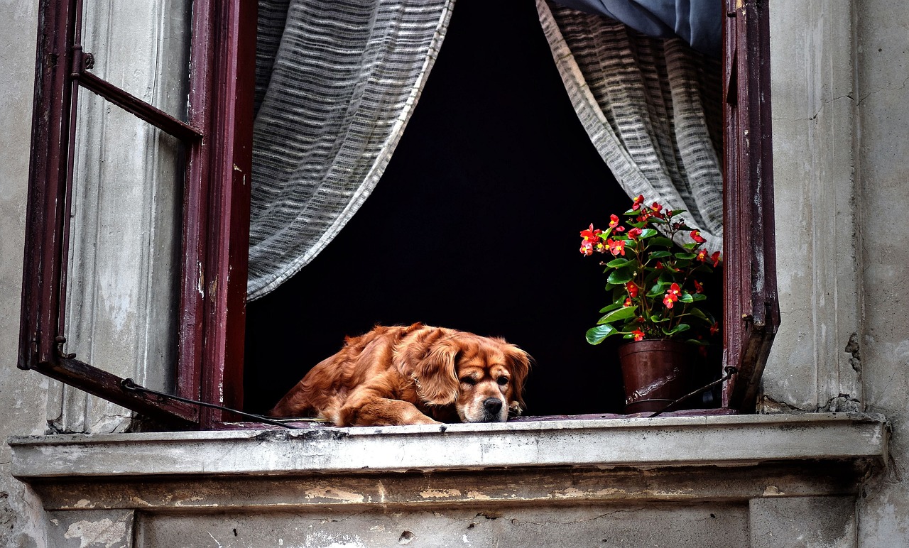 電影血狼犬，人與犬的生死相依之旅